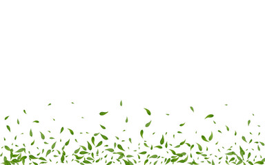 Fototapeta premium Forest Leaves Tea Vector White Background