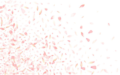 White Cherry Petal Vector White Background.