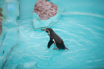 Naklejka premium Portrait of Humboldt penguin (Spheniscus humboldti) in Belgrade Zoo.