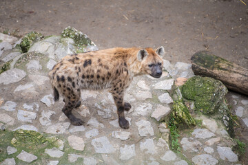 Obraz premium Spotted hyena (Crocuta crocuta), also known as the laughing hyena in Belgrade Zoo.