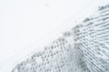 overhead aerial view of a pine forest burned by a summer forest fire, covered with snow.