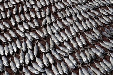 Dried fish lie in rows on a net under the sun.
