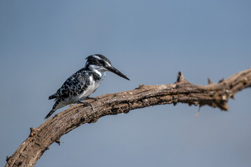 Pied kingfisher perched on a branch