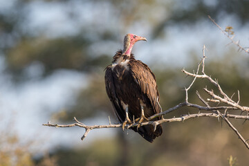 Hooded vulture perched on a branch