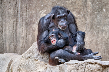Westafrikanischer Schimpanse ( Pan troglodytes verus ).
