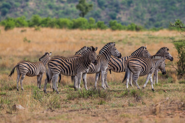 Fototapeta na wymiar A dazzle of zebra