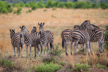 Herd of plains zebra in the african bush