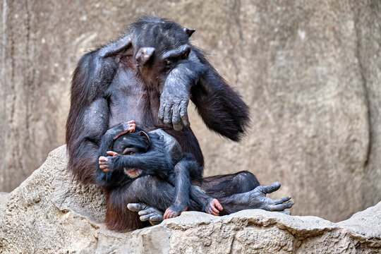 Westafrikanischer Schimpanse ( Pan troglodytes verus ).