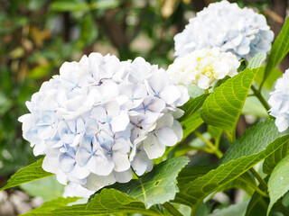 水色の紫陽花