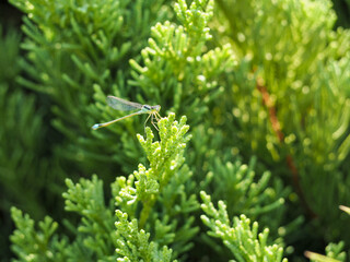 木に止まっているアオモンイトトンボ