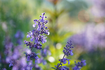 Blooming catnip flowers (Nepeta cataria) in the field on a sunny day