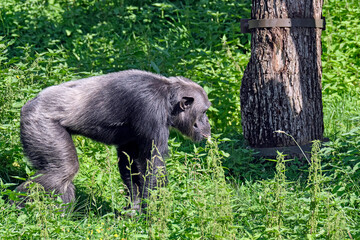 Westafrikanischer Schimpanse ( Pan troglodytes verus ).