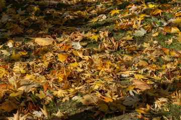 Red, yellow, green and brown leaves lie on grass among evergreens. Landscape garden. Multicolored background of autumn leaves. Golden autumn. Autumn background. Nature background concept