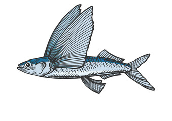 Flying fish color sketch engraving PNG illustration with transparent background