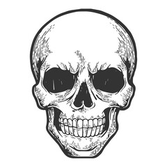 Human skull sketch engraving PNG illustration with transparent background
