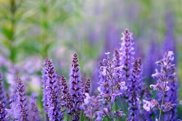 Catnip flowers blooming in summer field. Nepeta cataria