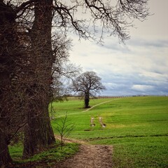 Obraz premium trees on the green field