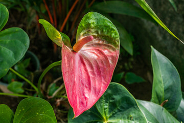 Red anturium flower growing  in the garden closeup
