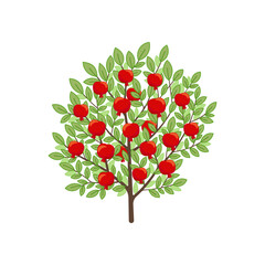 Pomegranate tree. Fruit tree. Vector illustration.