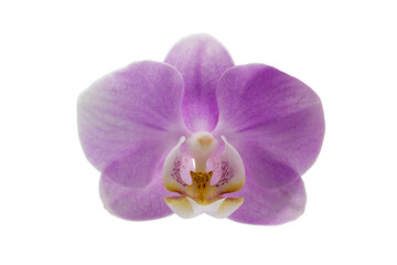 Fototapeta na wymiar Macro closeup, head of single purple or pink orchid flowers with isolated on transparent background
