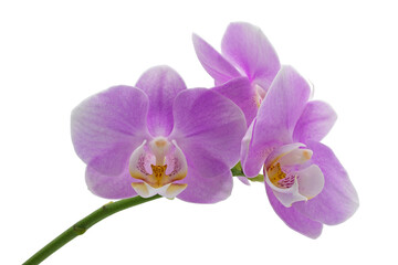 Naklejka na ściany i meble purple or pink orchid flowers with isolated on white background 