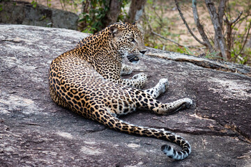 Morning activities of Sri Lankan Leopard and vigilantly observing the surrounding. 