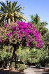 Fototapeta na wymiar Krzew kwitnący na różowo w parku, Santa Cruz de Tenerife