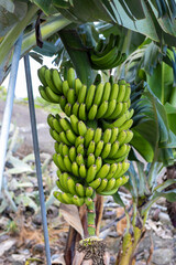 Zielone banany na plantacji, La Palma, Hiszpania © neskama