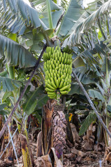 Zielone banany na plantacji, La Palma, Hiszpania © neskama