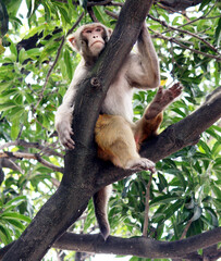 Male Rhesus macaque (Macaca mulatta) resting on a mango tree; (pix Sanjiv Shukla)