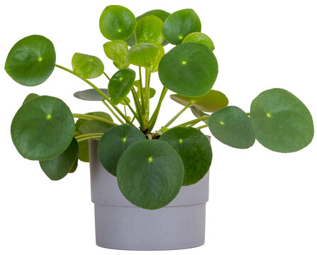 Isolated small Pilea Peperomioides house plant in a pot Chinese money plant, copyspace