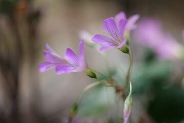 flower, 네이처, 분홍, 식물, 봄, 뜰, flower, 블로섬, 보라색, 미, 개화, 매크로, 여름, 나뭇잎, 개화, beautiful, 백, 꽃, 식물, 난폭한, 난초, 근접, 근접, 식물학