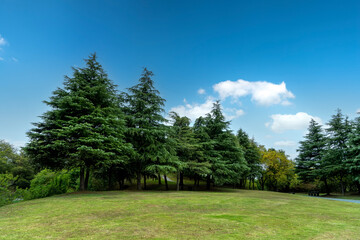 Street view of green forest in the park