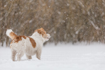 Wet dog stands in the forest in winter. Wirehaired Jack Russell Terrier in the park for a walk. Snow is falling against the background of the animal. New Year concept