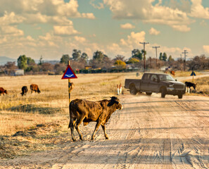 stray animals real danger to the traffic