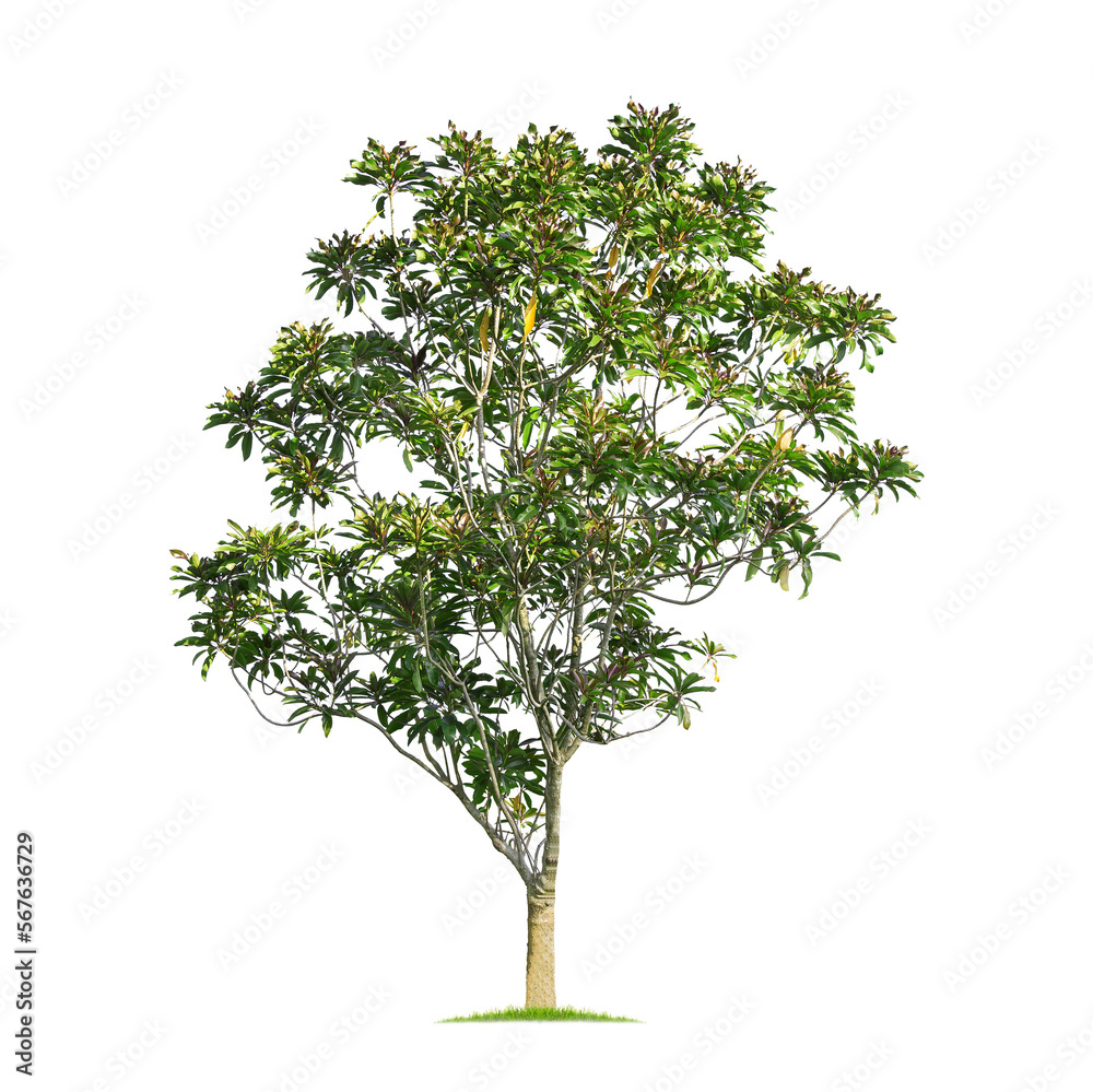 Wall mural green tree isolated on transparent background with clipping path, single tree with clipping path and