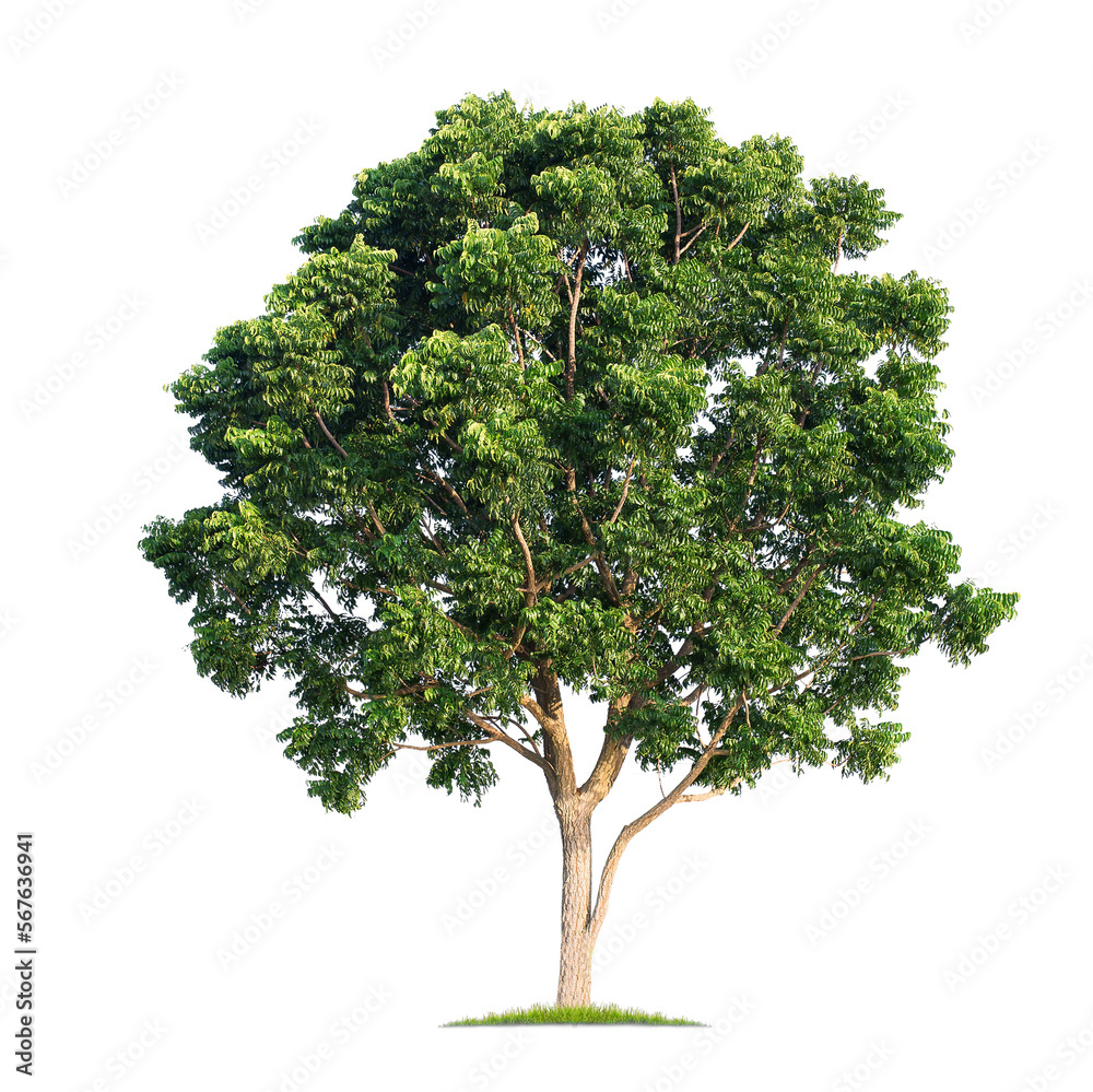 Wall mural green tree isolated on transparent background with clipping path, single tree with clipping path and