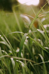 Grass in the sun's rays close-up. Ecology and nature. Themes of freshness and clean air. Greenery and beauty. Blurry background in the sun's rays. Morning dew.