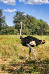 single male ostrich walking on a field