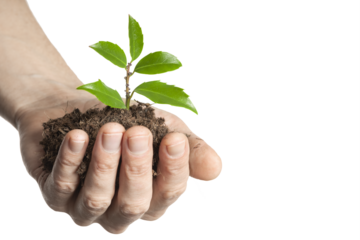 Business growth concept, seedling in hand grows on the ground