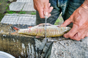 old man with a knife cutting stripes in a mackerel fish