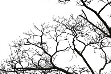 Dead branches , Silhouette dead tree or dry tree on white background with clipping path.
