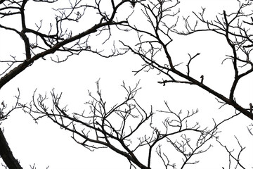 Dead branches , Silhouette dead tree or dry tree on white background with clipping path.
