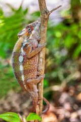 Panther chameleon, (Furcifer pardalis), endemic species of chameleon, Reserve Peyrieras Madagascar Exotic. Madagascar wildlife animal.