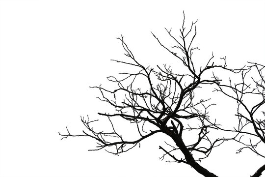 Dead branches , Silhouette dead tree or dry tree on white background with clipping path.
