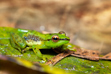 Guibemantis pulcher, endemic species of frog in the family Mantellidae. Andasibe-Mantadia National Park, Madagascar wildlife animal