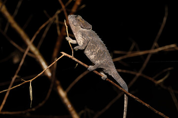 Male of Short-horned chameleon (Calumma brevicorne), Endemic animal. Andasibe-Mantadia National Park, Madagascar wildlife animal.