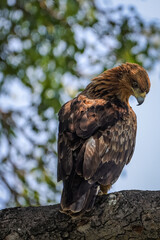 red tailed hawk