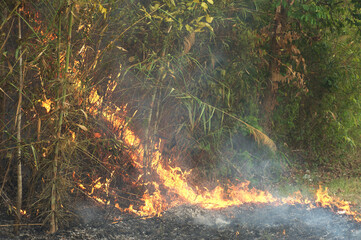 Burnt dry grass Roadside on a sunny summer day.