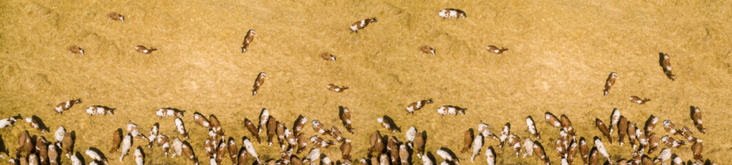 A herd of cows at a dairy farm. Aerial view	
